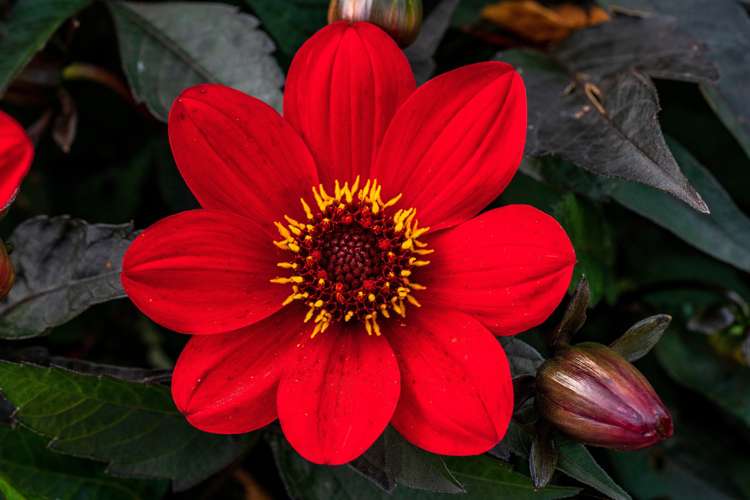 Dahlia 'Bishop of Auckland'